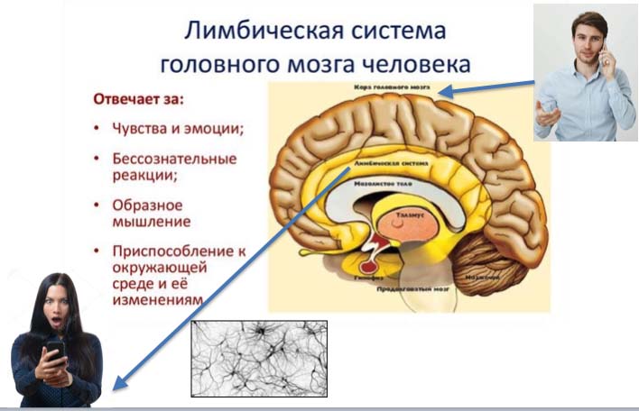 Неокортексе лимбической системе рептильном мозге. Неокортекс и лимбическая система. Строение мозга лимбическая система неокортекс. Рептильный мозг.